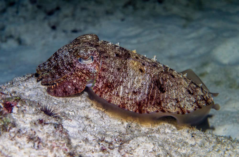 Спортивное оборудование