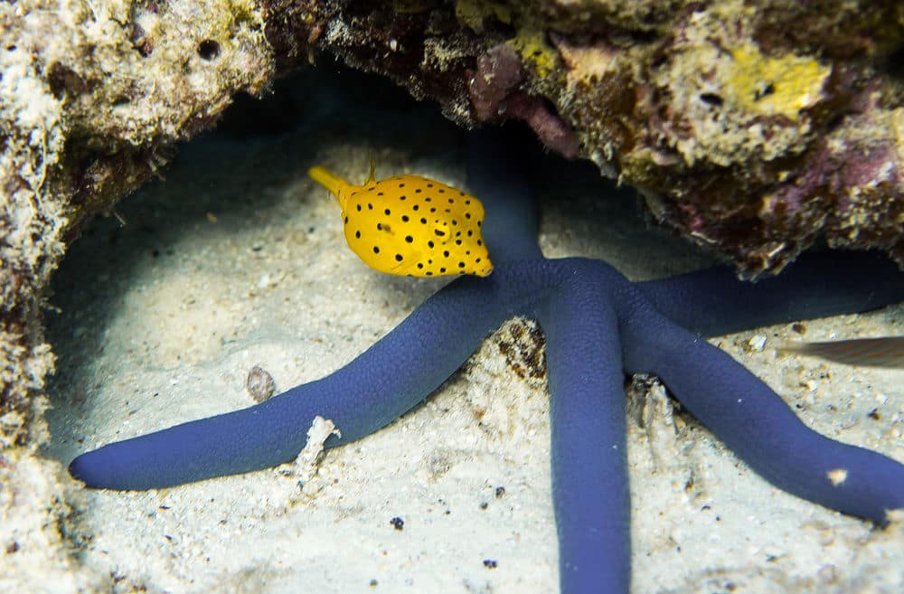 Спортивное оборудование